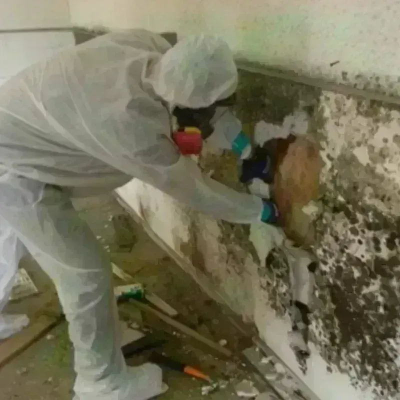 Mold Remediation and Removal in Millersport, OH